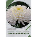 Chrysanthemum: Plant Guide - Paperback