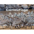 Camouflage - Board Book