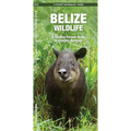 Belize Wildlife: A Folding Pocket Guide to Familiar Animals - Paperback