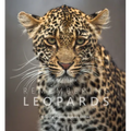 Remembering Leopards - Hardcover