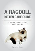 A Ragdoll Kitten Care Guide: Bringing Your Ragdoll Kitten Home - Paperback