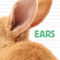 Ears - Board Book