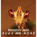 Bichos y Mas: Bugs and More - Hardcover