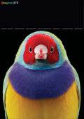 Graphis Journal Magazine 372 - Paperback