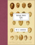 Vintage Prints: Eggs: Vol. 2 - Paperback
