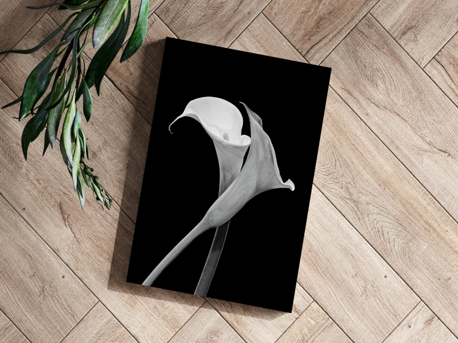 Lilly Flower Aluminum Print
