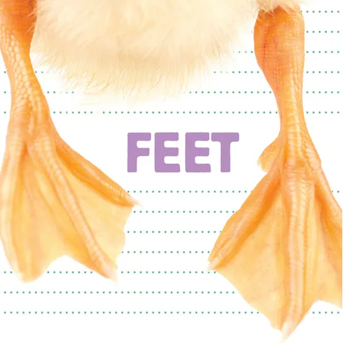 Feet - Board Book